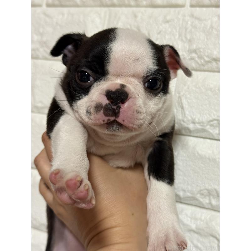 販売中の茨城県のボストンテリア-441089の3枚目