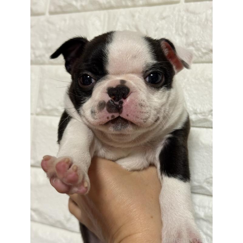 販売中の茨城県のボストンテリア-441089の2枚目