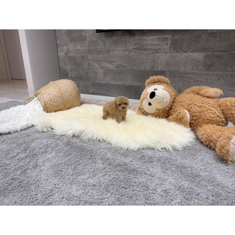 販売中の滋賀県のティーカッププードル-440991の7枚目