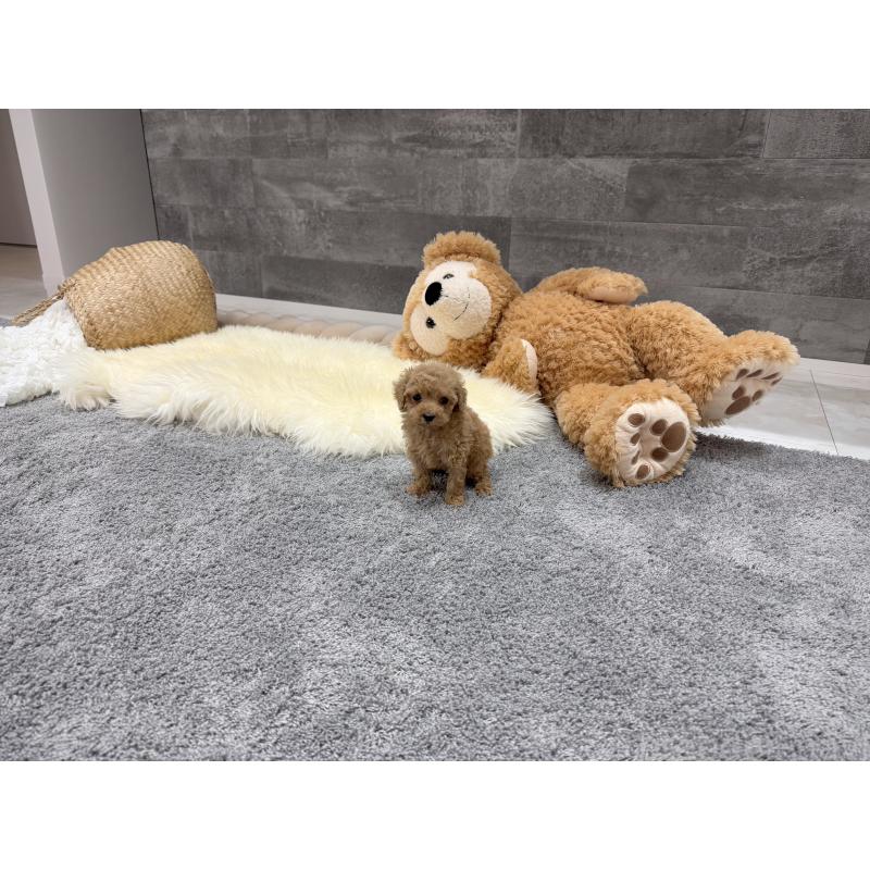 販売中の滋賀県のティーカッププードル-440991の6枚目