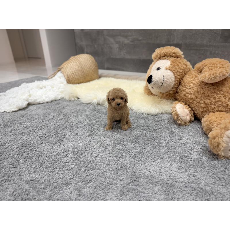 販売中の滋賀県のティーカッププードル-440991の5枚目