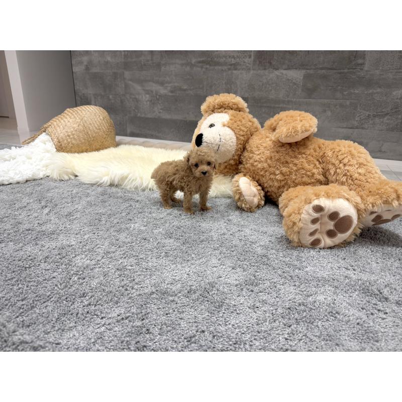 販売中の滋賀県のティーカッププードル-440991の4枚目