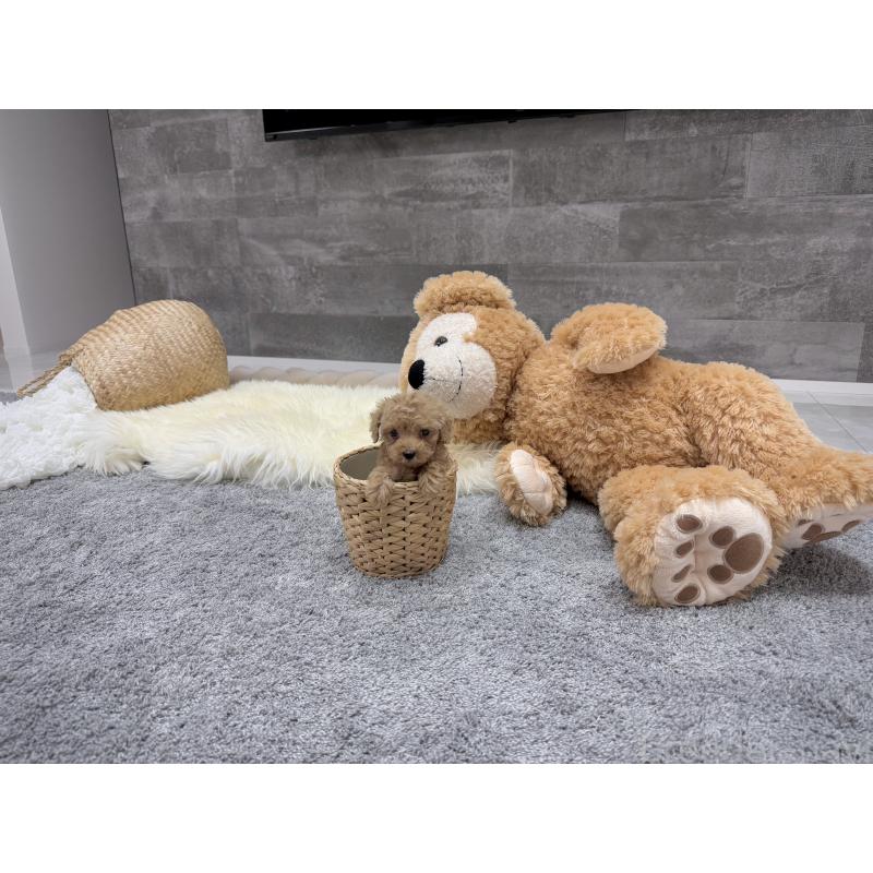 販売中の滋賀県のティーカッププードル-440991の3枚目