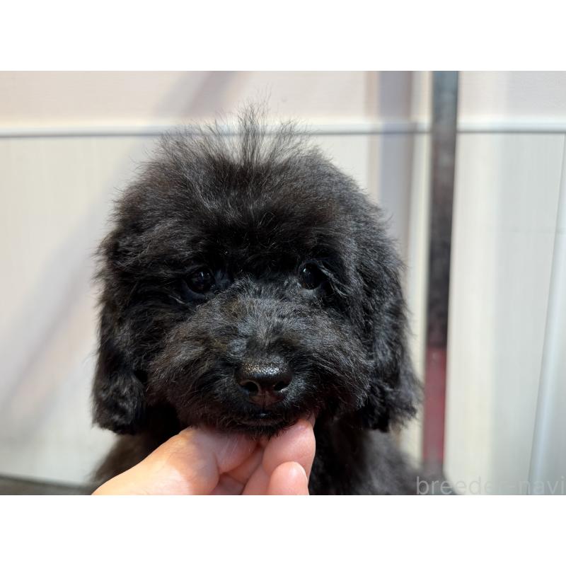 販売中の埼玉県のトイプードル-406987の2枚目