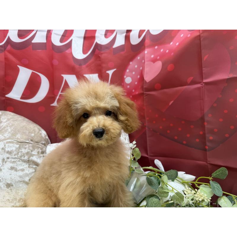 販売中の埼玉県のタイニープードル-425152の5枚目