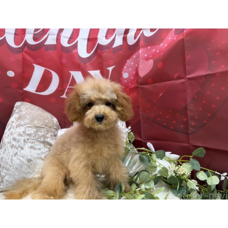 販売中の埼玉県のタイニープードル-425152の4枚目