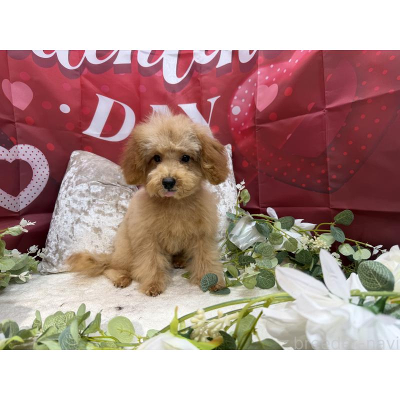 販売中の埼玉県のタイニープードル-425152の3枚目