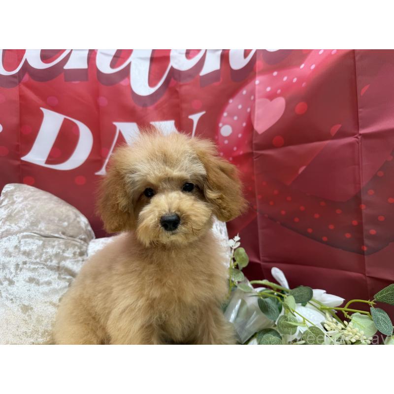 販売中の埼玉県のタイニープードル-425152の2枚目