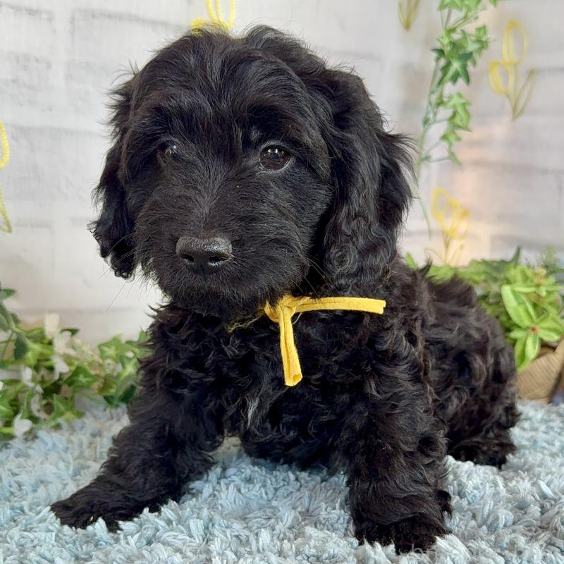 販売中の埼玉県のダップー:ミニチュアダックスフンド×トイプードル-441092の11枚目