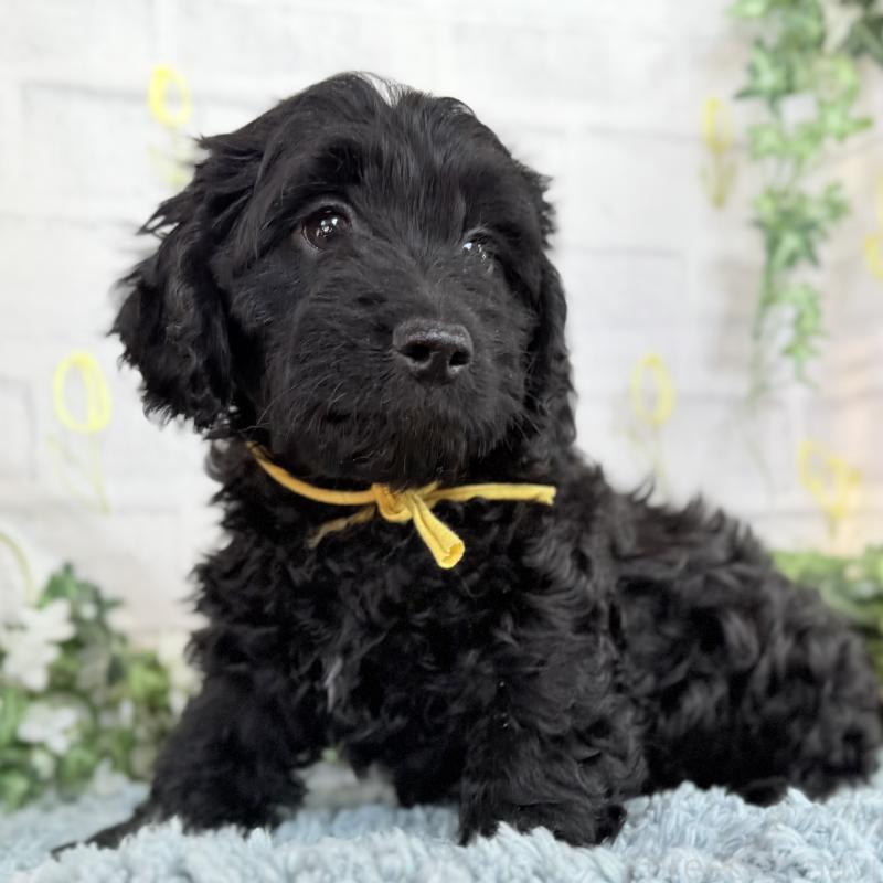 販売中の埼玉県のダップー:ミニチュアダックスフンド×トイプードル-441092の10枚目