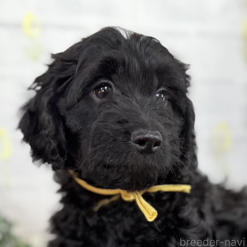 販売中の埼玉県のダップー:ミニチュアダックスフンド×トイプードル-441092の9枚目