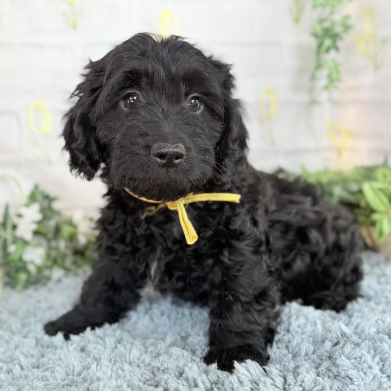 販売中の埼玉県のダップー:ミニチュアダックスフンド×トイプードル-441092の8枚目