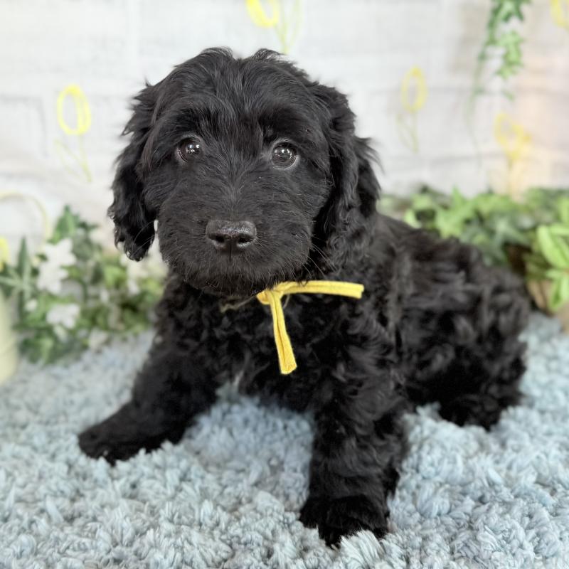 販売中の埼玉県のダップー:ミニチュアダックスフンド×トイプードル-441092の7枚目