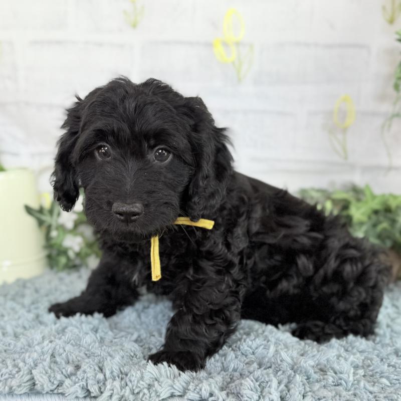 販売中の埼玉県のダップー:ミニチュアダックスフンド×トイプードル-441092の6枚目