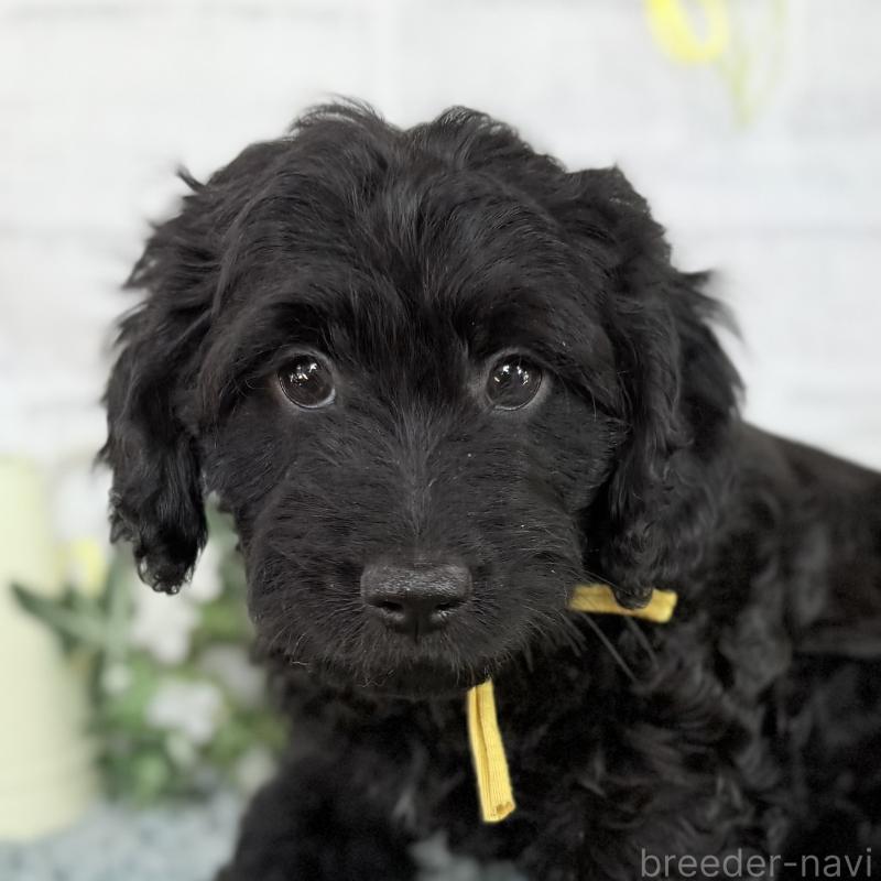 販売中の埼玉県のダップー:ミニチュアダックスフンド×トイプードル-441092の5枚目