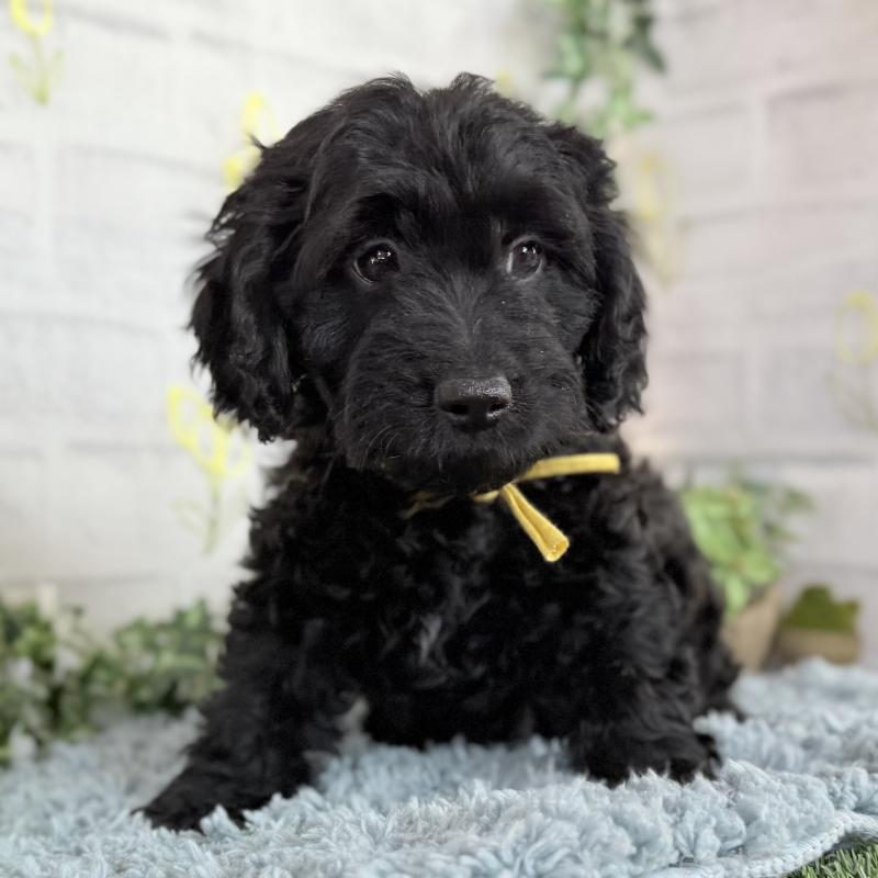 販売中の埼玉県のダップー:ミニチュアダックスフンド×トイプードル-441092の4枚目