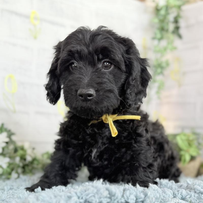 販売中の埼玉県のダップー:ミニチュアダックスフンド×トイプードル-441092