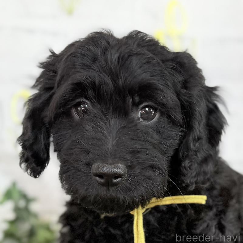 販売中の埼玉県のダップー:ミニチュアダックスフンド×トイプードル-441092の3枚目