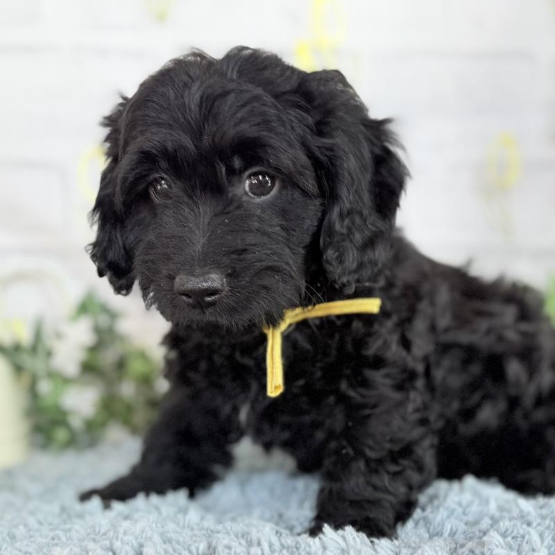 販売中の埼玉県のダップー:ミニチュアダックスフンド×トイプードル-441092の2枚目