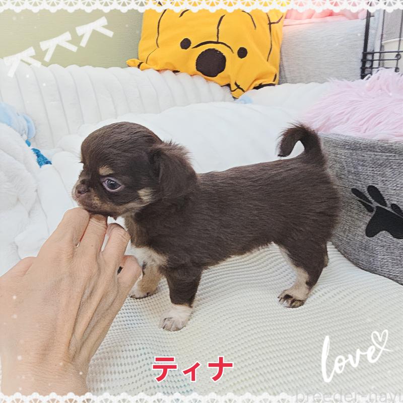 販売中の東京都のチワワ(ロングコート)-437778の6枚目