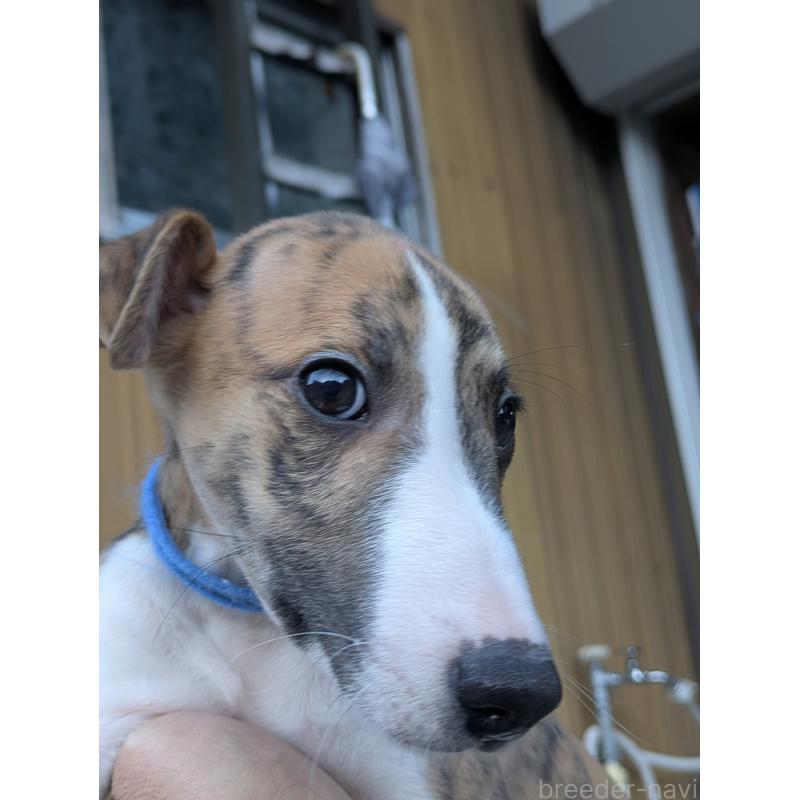 商談中の岐阜県のウィペット-440875の9枚目