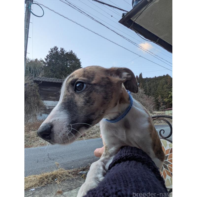 商談中の岐阜県のウィペット-440875の8枚目