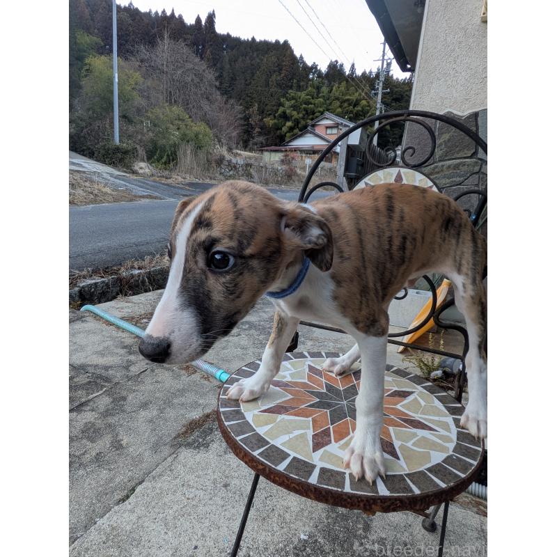 商談中の岐阜県のウィペット-440875の7枚目