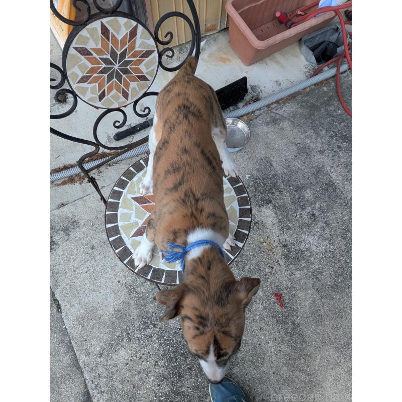 商談中の岐阜県のウィペット-440875の6枚目