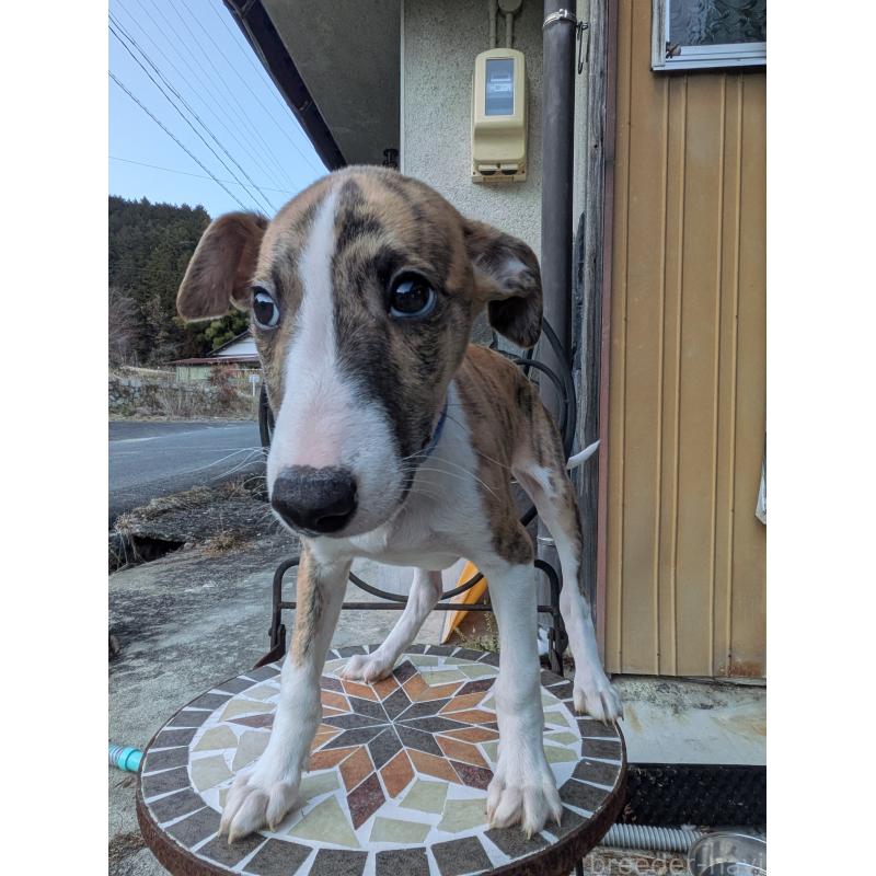 商談中の岐阜県のウィペット-440875の5枚目