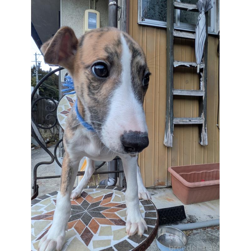 商談中の岐阜県のウィペット-440875の4枚目