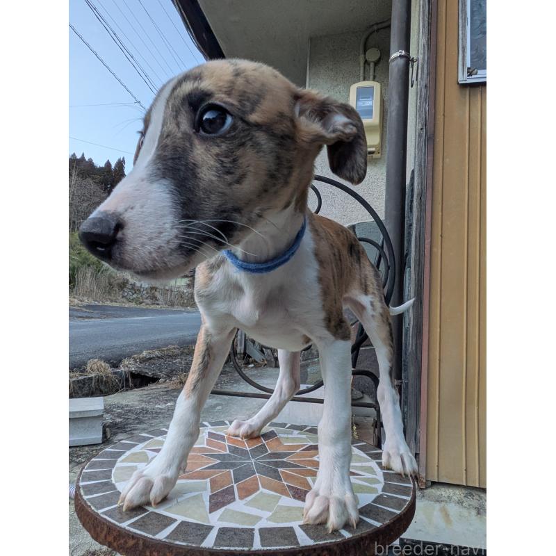 商談中の岐阜県のウィペット-440875の3枚目