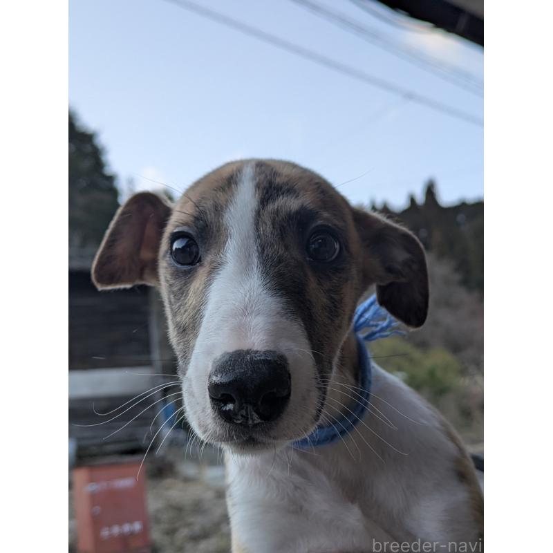 商談中の岐阜県のウィペット-440875の2枚目