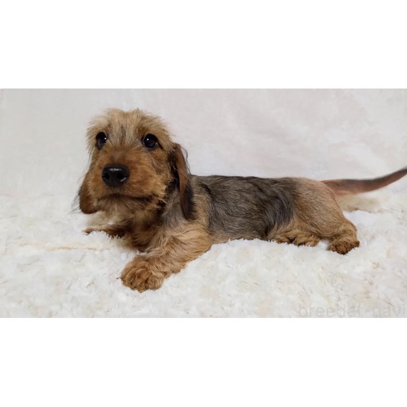 販売中の北海道のミニチュアダックスフンド(ワイヤーヘアード)-420089の5枚目