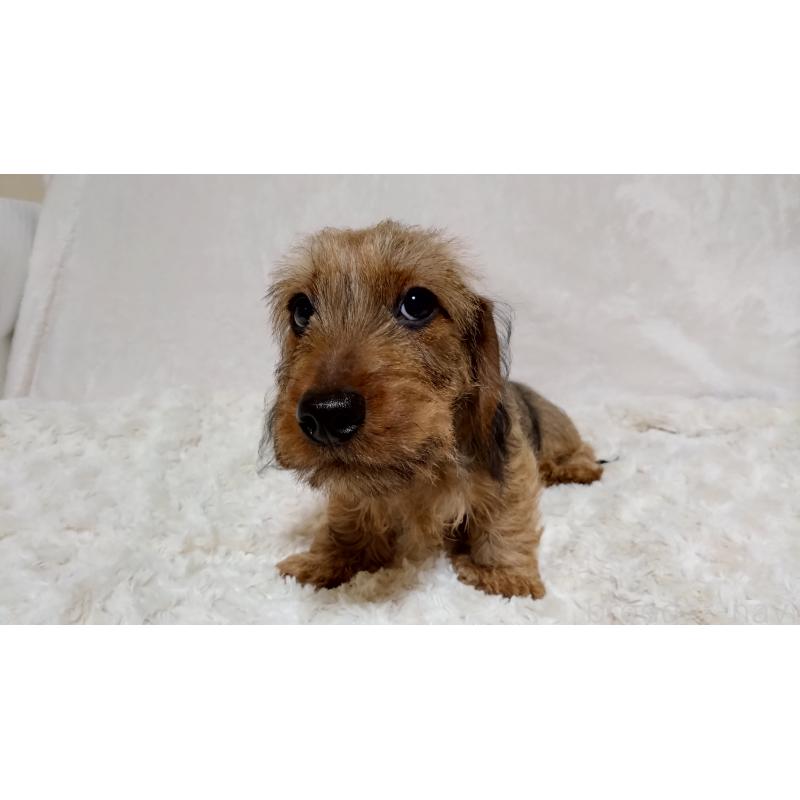 販売中の北海道のミニチュアダックスフンド(ワイヤーヘアード)-420089の4枚目