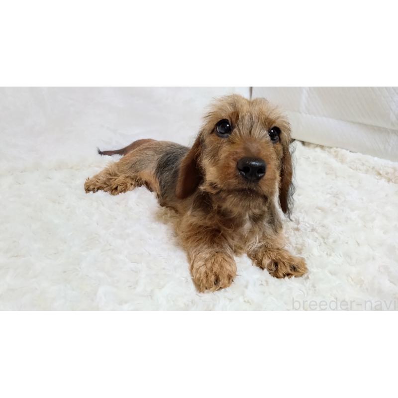 販売中の北海道のミニチュアダックスフンド(ワイヤーヘアード)-420089の3枚目