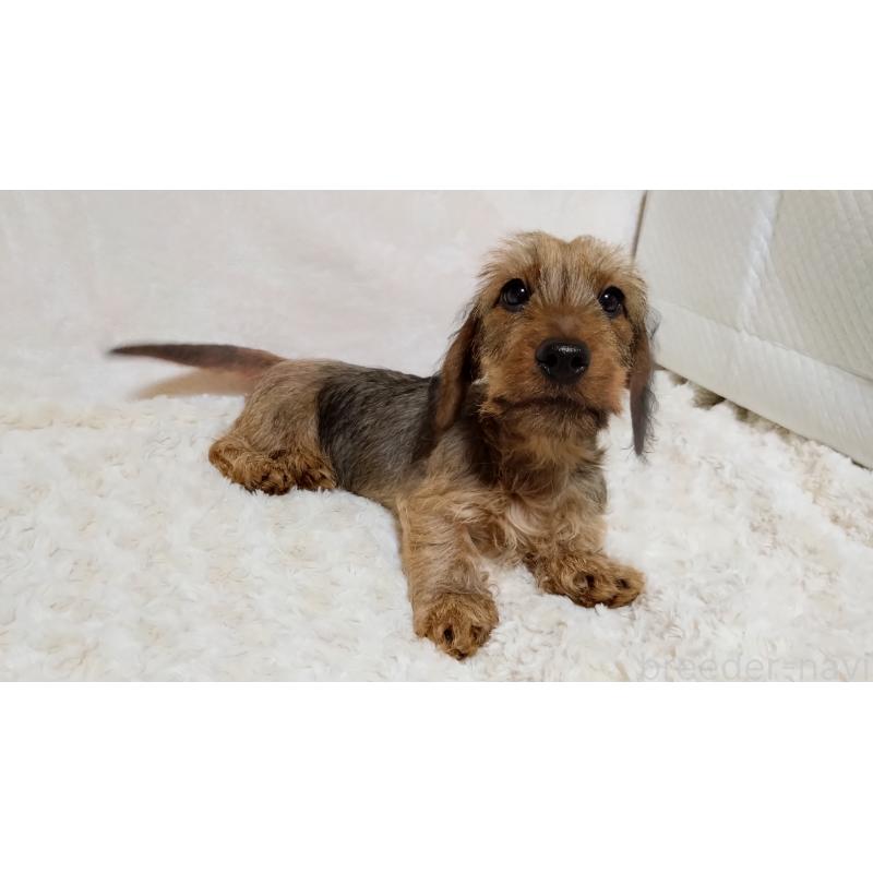 販売中の北海道のミニチュアダックスフンド(ワイヤーヘアード)-420089の2枚目