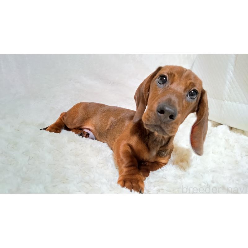 販売中の北海道のミニチュアダックスフンド(スムースヘアード)-420092の3枚目