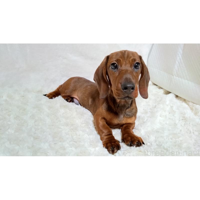 販売中の北海道のミニチュアダックスフンド(スムースヘアード)-420092の2枚目