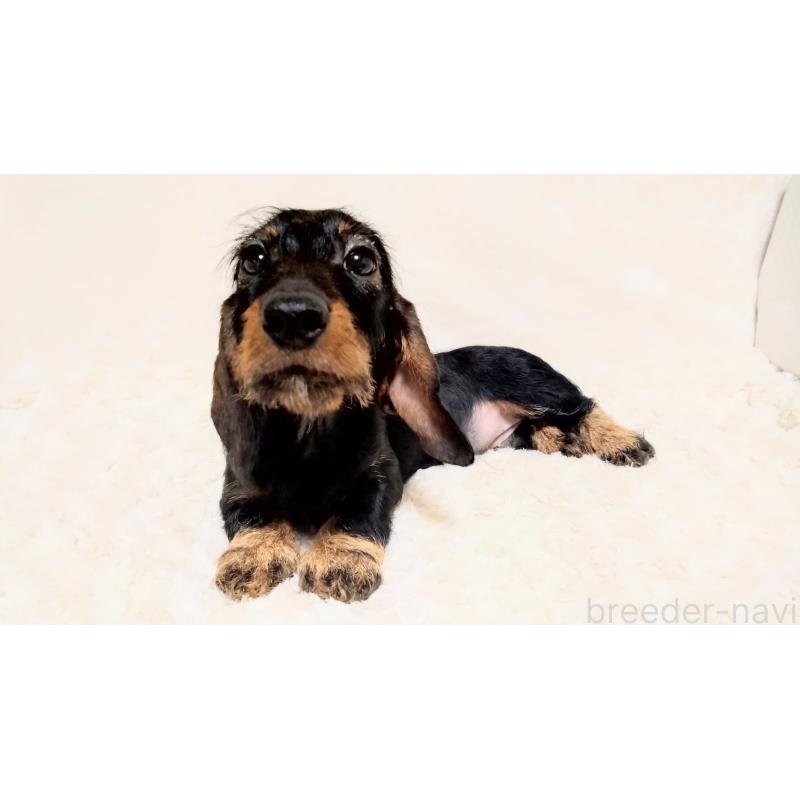 販売中の北海道のミニチュアダックスフンド(ワイヤーヘアード)-420100の5枚目