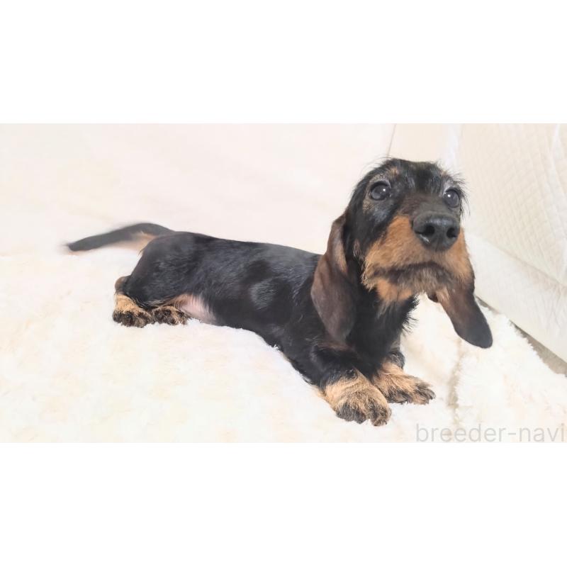 販売中の北海道のミニチュアダックスフンド(ワイヤーヘアード)-420100の3枚目