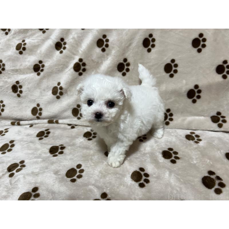 成約済の岐阜県のビションフリーゼ-439631の3枚目