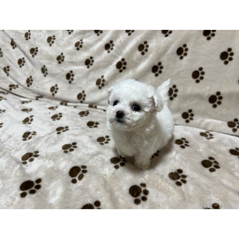 成約済の岐阜県のビションフリーゼ-439631の2枚目