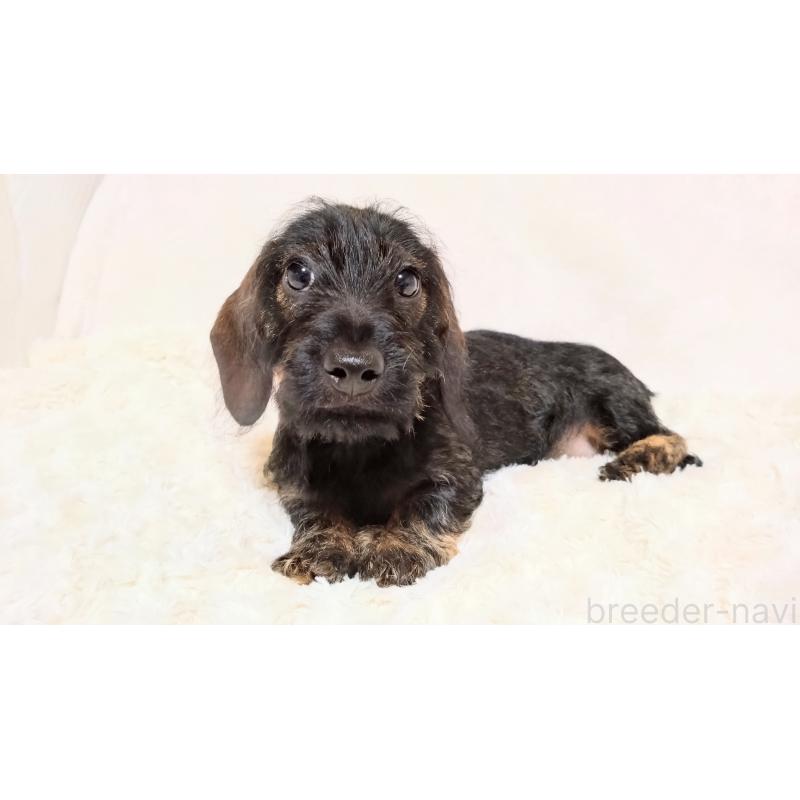 成約済の北海道のミニチュアダックスフンド(ワイヤーヘアード)-420117の6枚目