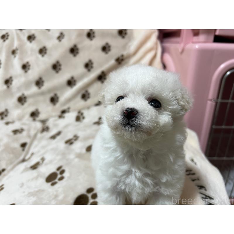 成約済の岐阜県のビションフリーゼ-439630の3枚目