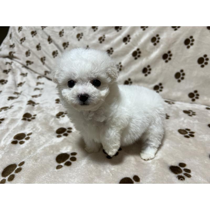 成約済の岐阜県のビションフリーゼ-439630の2枚目