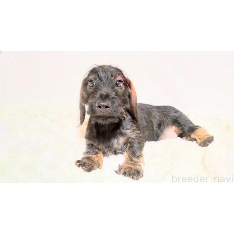 成約済の北海道のミニチュアダックスフンド(ワイヤーヘアード)-420117の5枚目