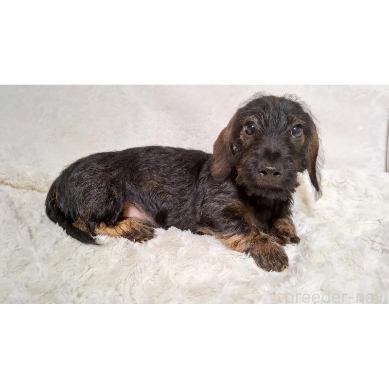 成約済の北海道のミニチュアダックスフンド(ワイヤーヘアード)-420117の3枚目