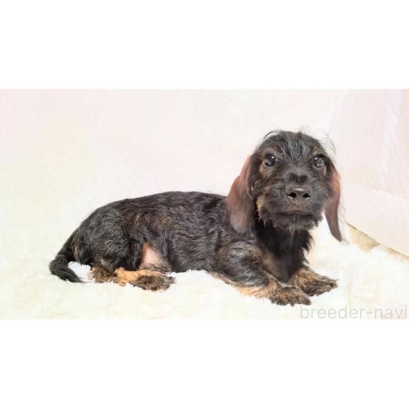 成約済の北海道のミニチュアダックスフンド(ワイヤーヘアード)-420117の2枚目