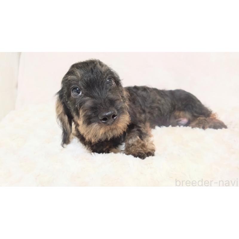 販売中の北海道のミニチュアダックスフンド(ワイヤーヘアード)-420124の3枚目