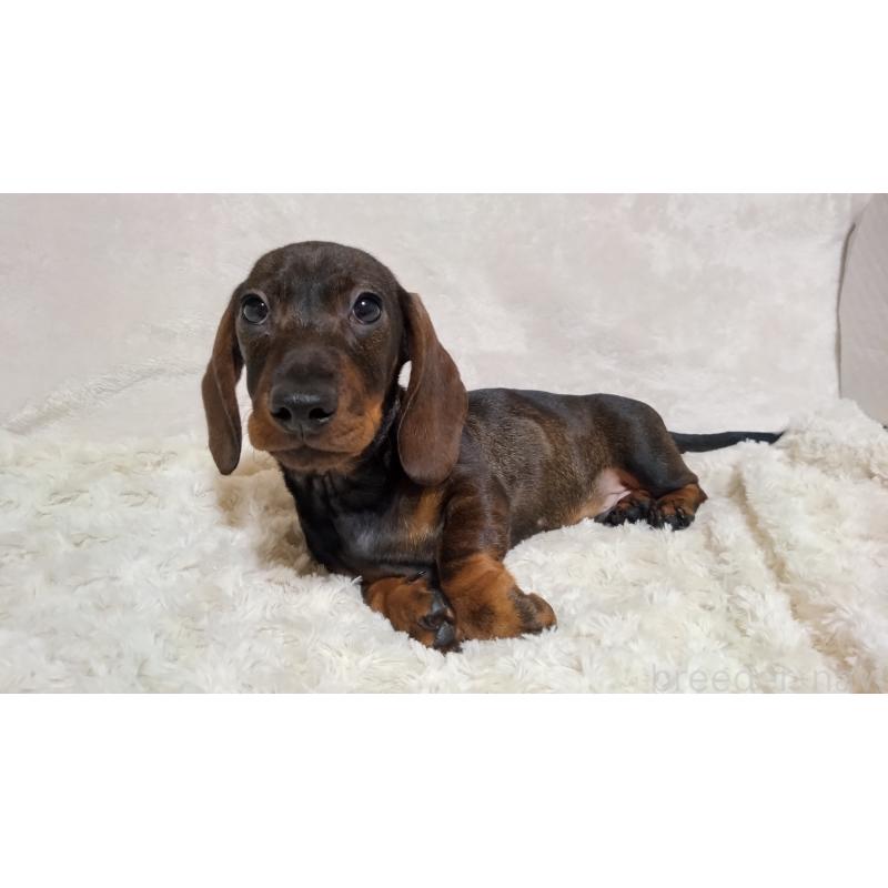 販売中の北海道のミニチュアダックスフンド(スムースヘアード)-420125の6枚目